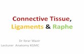 Connective Tissue, Ligaments & Raphe