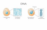 DNA - Sinica