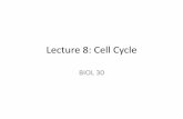 Lecture 8: Cell Cycle