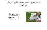 Keeping the Commercial Goat Herd Healthy - Teagasc