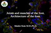Joints and muscles of the foot. Architecture of the foot.