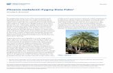 Phoenix roebelenii: Pygmy Date Palm
