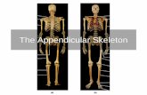 The Appendicular Skeleton - Semantic Scholar