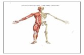 STUDY GUIDE SECOND YEAR MBBS ANATOMY