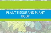 PLANT TISSUE AND PLANT BODY