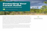 Multiage forests offer many options for Protecting Your ...