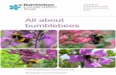 All about bumblebees - Bumblebee Conservation Trust