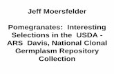 Jeff Moersfelder Pomegranates: Interesting Selections in ...