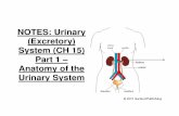 NOTES: Urinary (Excretory) System (CH 15) Part 1 – Anatomy ...