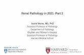 Renal Pathology in 2021: Part 2