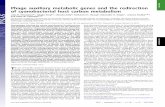 Phage auxiliary metabolic genes and the redirection of ...