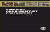 BREADNUT AND BREADFRUIT PROPAGATION