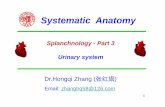 Splanchnology - Part 3 Urinary system