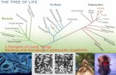 3 Domains of Living Things Bacteria and Archaea are ...