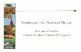 Sorghum - An Ancient Grain - Whole Grains Council