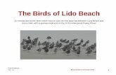 The Birds of Lido Beach - ssaudubon.org