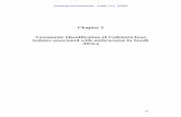 Chapter 2 Taxonomic identification of Colletotrichum ...