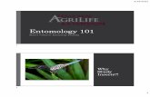 Entomology 101 - North Texas Master Naturalist