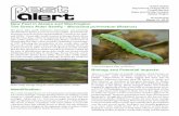 The Green Alder Sawfly - Monsoma pulveratum (Retzius)
