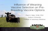 Influence of Weaning Vaccine Selection on Pre- Breeding ...