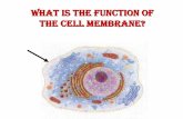 What is the function of the cell membrane?