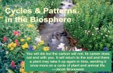 CYCLES & PATTERNS IN THE BIOSPHERE