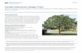 Cordia sebestena: Geiger Tree