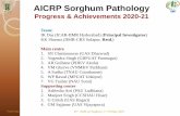 AICRP Sorghum Pathology