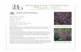 Serenita Purple Angelonia - plants.homesteadgardens.com