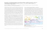Study of a Palaeogene intrabasaltic sedimentary unit in ...