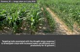 Targeting traits associated with the drought stress ...