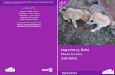 Lopaekang Koko - africanstorybook.org