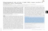 Physiological role of the 3′IgH CBEs super-anchor in ...