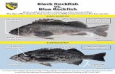 Black Rockfish vs. Blue Rockfish