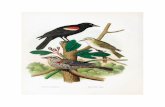 Red‐Winged Blackbird
