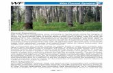 WF Wet Forest System - files.dnr.state.mn.us