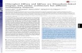 Chloroplast FBPase and SBPase are thioredoxin-linked ...