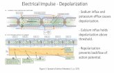 Electrical Impulse - Depolarization