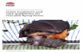 Initial treatment and care guidelines for rescued flying-foxes