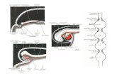EMBRYO-Development of Arterial System