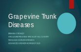 Grapevine Trunk Diseases - Texas A&M University