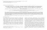 Body extract of tail amputated zebrafish promotes ...