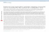 Enforced viral replication activates adaptive immunity and ...