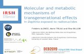 Molecular and metabolic mechanisms of transgenerational ...