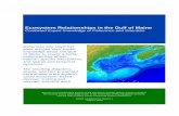 Ecosystem Relationships in the Gulf of Maine