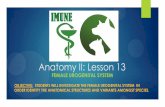 Okay Anatomy Anatomy II: Lesson 1 - Imune