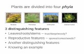 Plants are divided into four phyla - Weebly