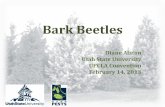Bark Beetles - USU