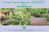 Good Agricultural Practices for Isabgol - ICAR