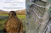The History of Falconry in Ireland